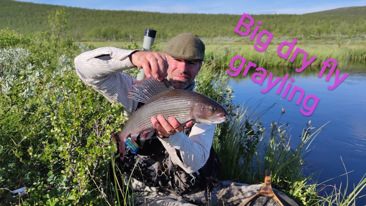 Catching big grayling on the dry fly from a tiny stream in Lapland