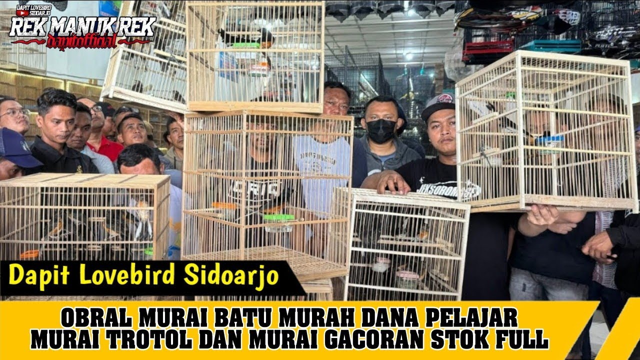 OBRAL MURAI BATU DI RAMADHAN 2026 !!! MURAI TROTOL DAN MURAI GACORAN STOK FULL