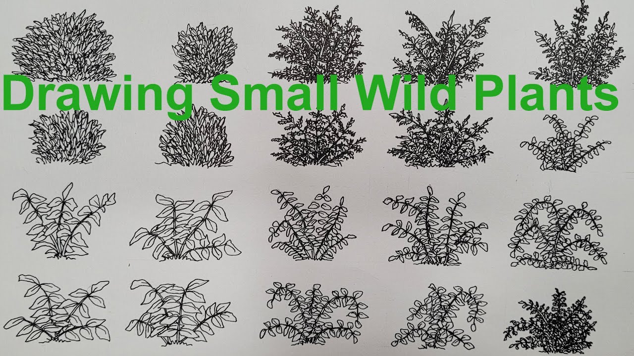 How to Draw Small Wild Plants and Shrubs in Pen and Ink | Easy Drawing Tutorial