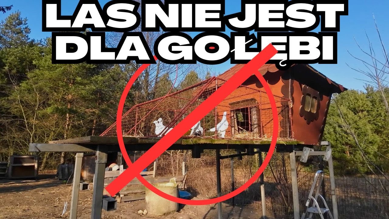 Koniec hodowli gołębi