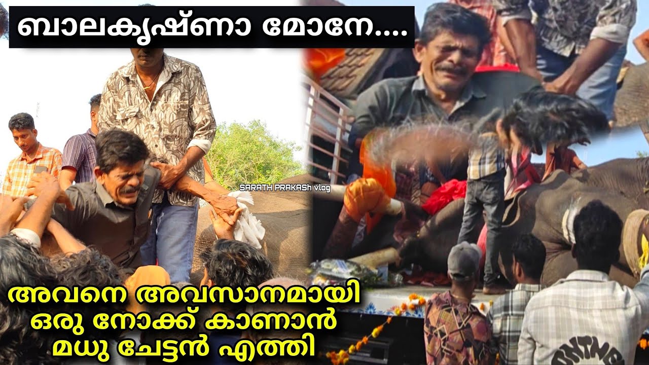 എങ്ങനെ സഹിക്കും 😢 മധുച്ചേട്ടൻ അവസാനമായി ബാലകൃഷ്ണനെ കണാൻ എത്തി madhu and mullakkal balakrishnan