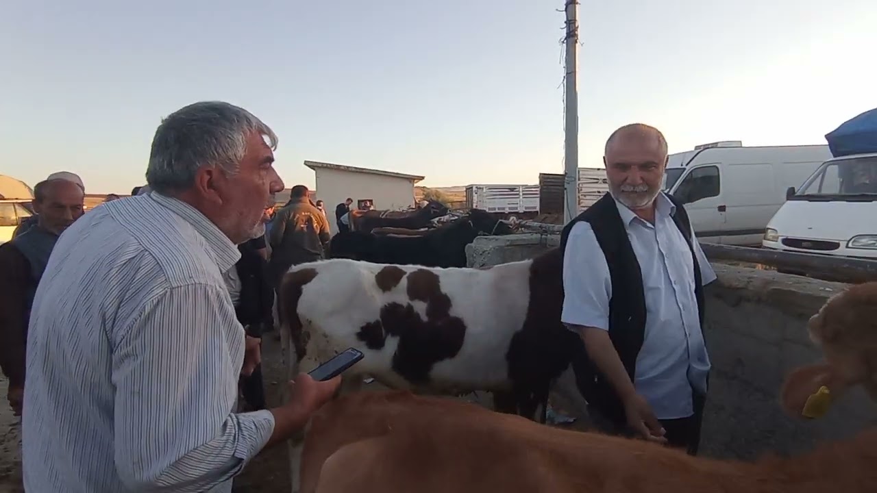 ÇORUM SUNGURLU HAYVAN PAZARI.  27 HAZİRAN 2024 MURAT GÜRGİL