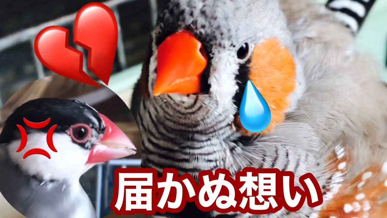怒られても文鳥の事が大好きなキンカチョウ（#zebrafinch #javasparrow )