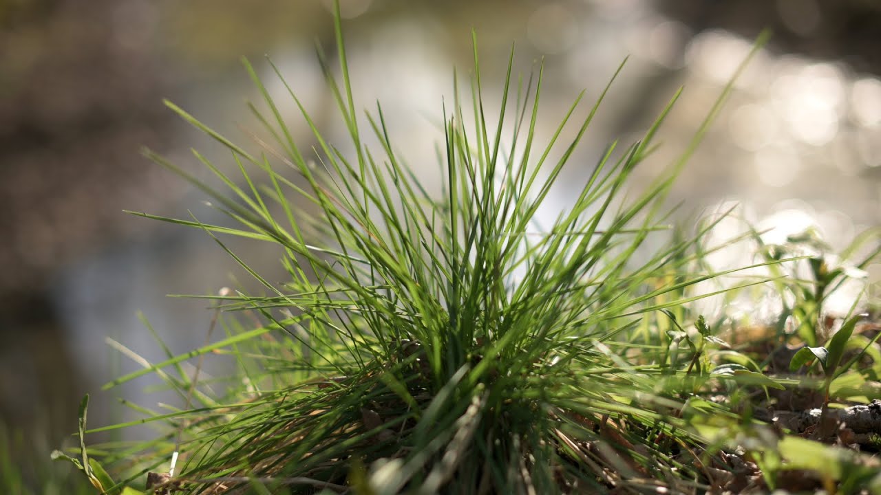 Sunny swamp - closeup nature observation