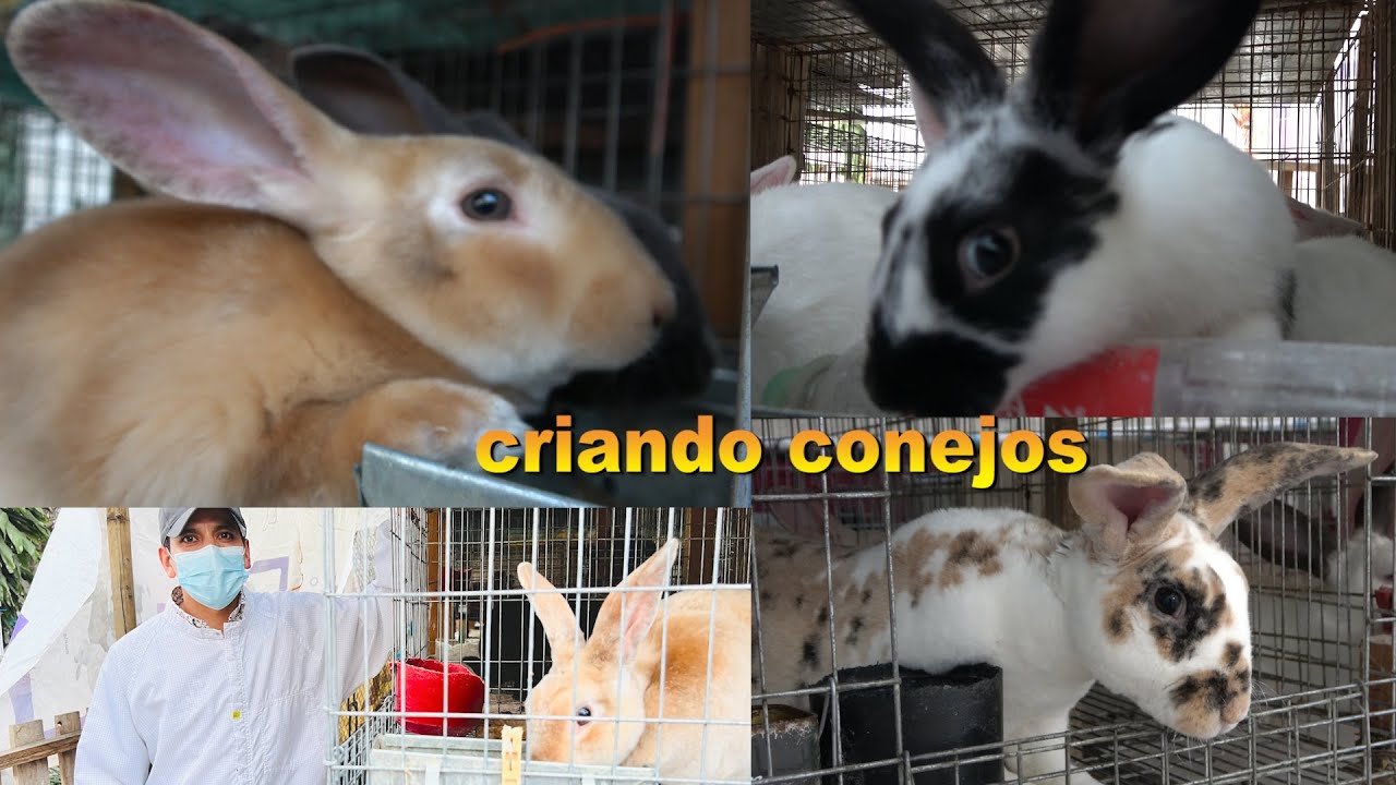 Criar Conejos De Manera Muy F&aacute;cil | 6 Hembras un Macho Para Iniciar