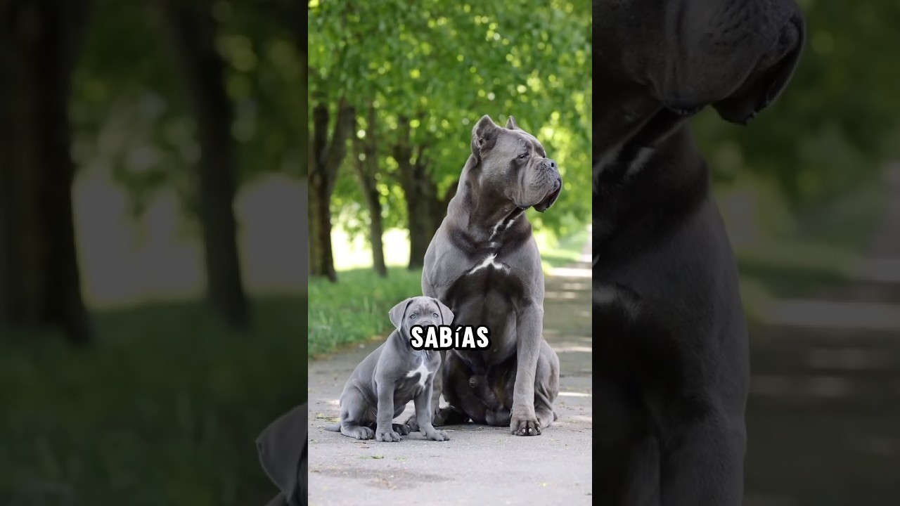 4 cosas que seguramente no sabías sobre el Cane Corso #perros #dogs #canecorso