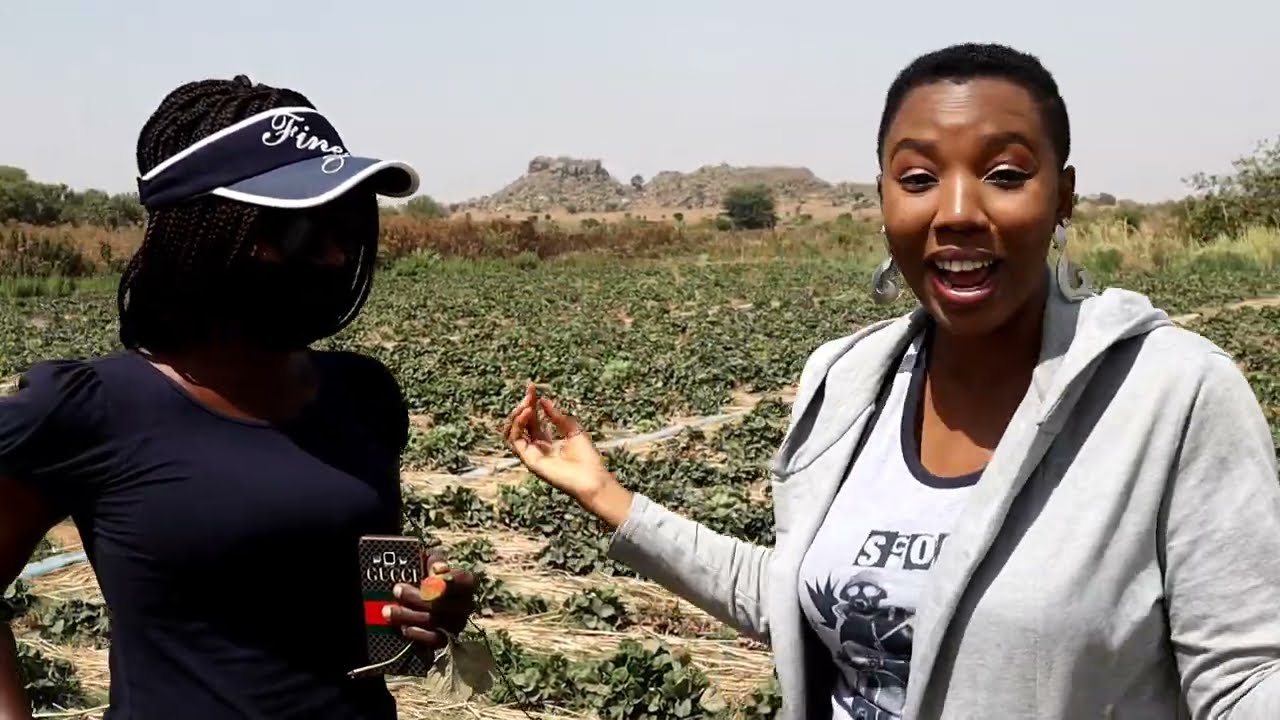 MEET THE YOUNG FEMALE MILLIONAIRE FARMER WHO CULTIVATES STRAWBERRIES IN NIGERIA