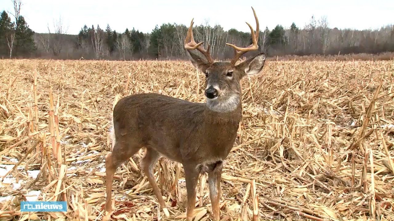 Een robothert dat kan poepen, het nieuwste wapen tegen stropers - RTL NIEUWS