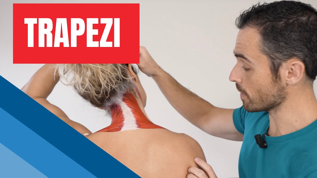 Gli ESERCIZI più EFFICACI per TRAPEZI troppo contratti