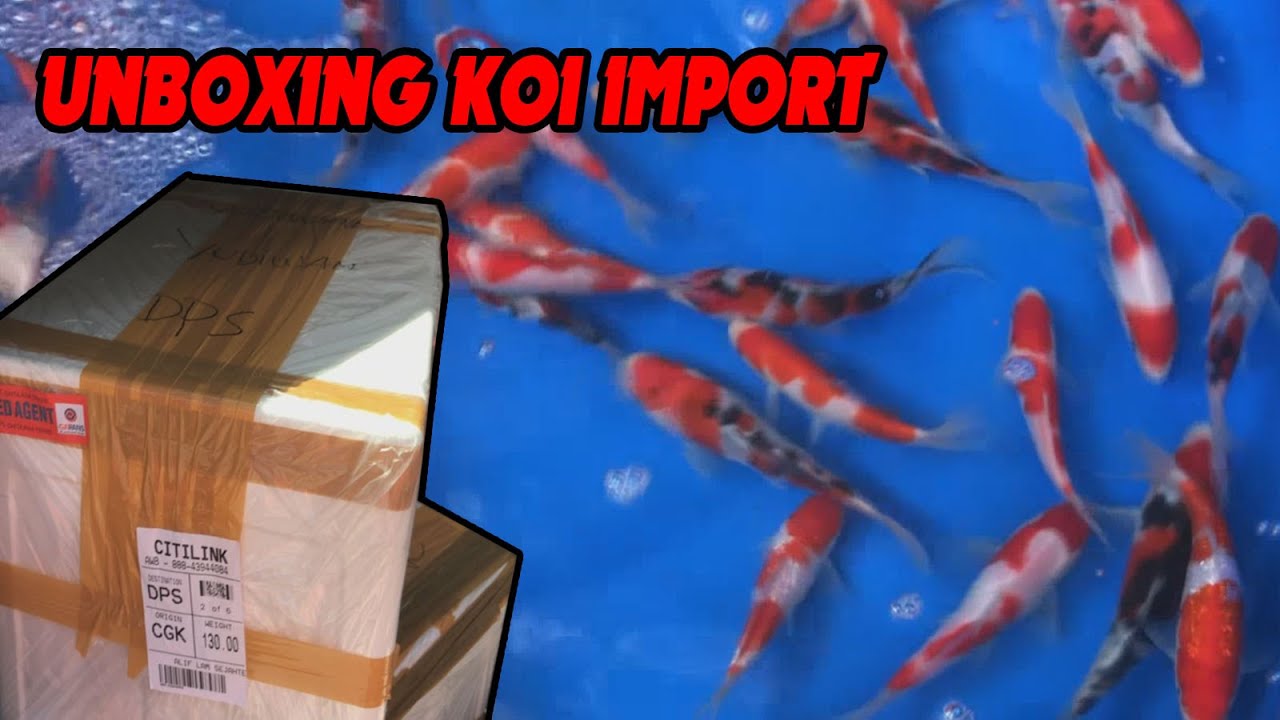UNBOXING Koi Import SAKAI FISH FARM