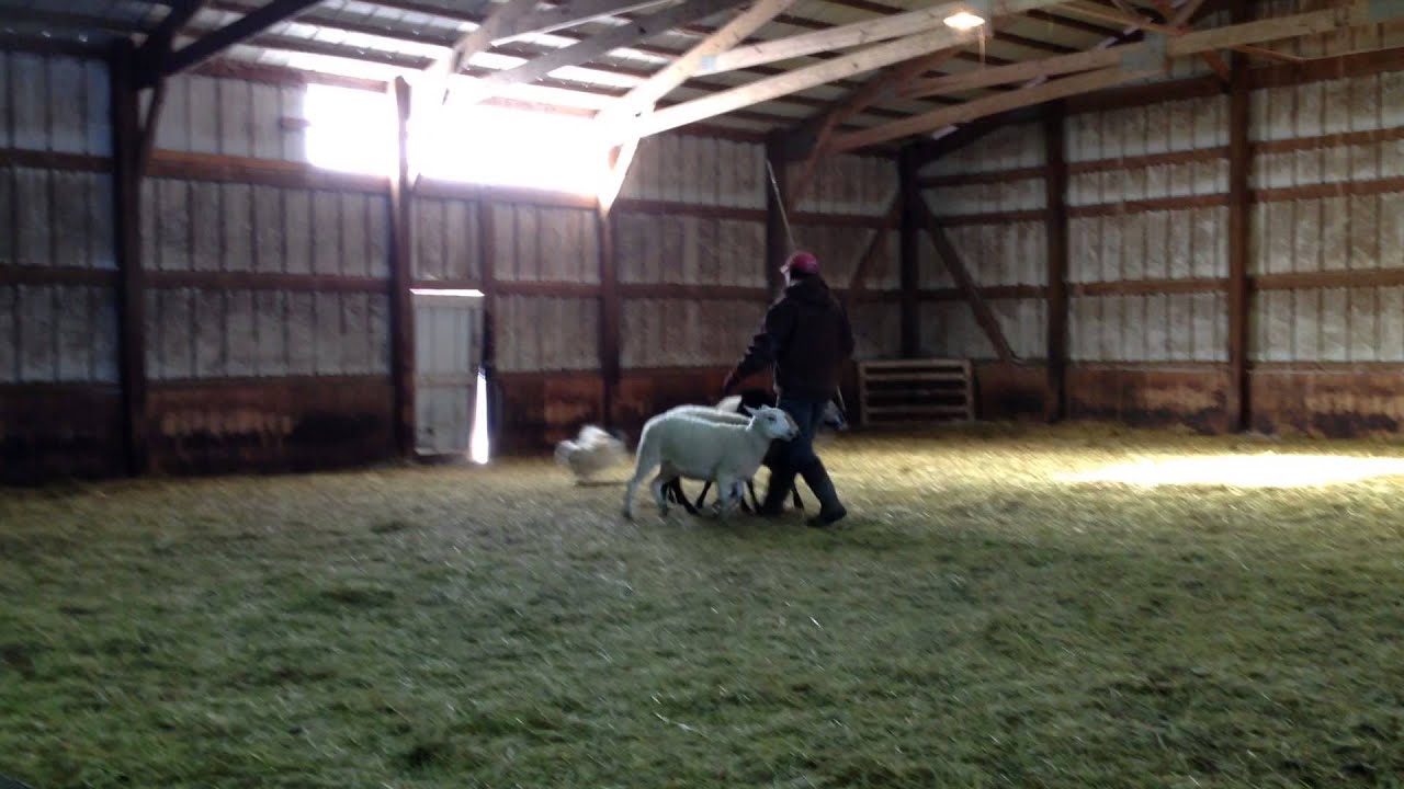Icelandic Sheepdog Asta herding at Hado Bar Farms