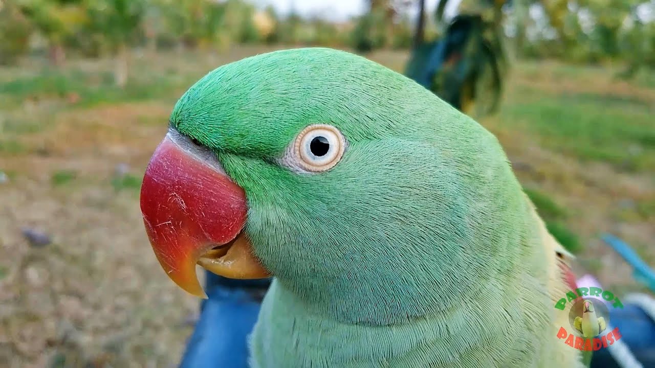 Indian Ringneck Parrot Mating Dance