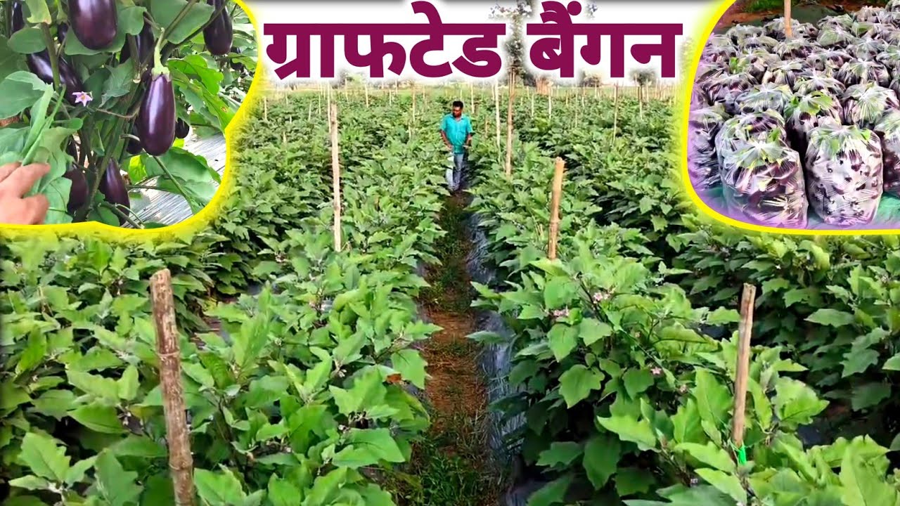 grafted brinjal farming | बैंगन की खेती | ग्राफटेड बैंगन की खेती