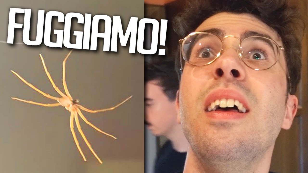 La casa è infestata dai RAGNI!