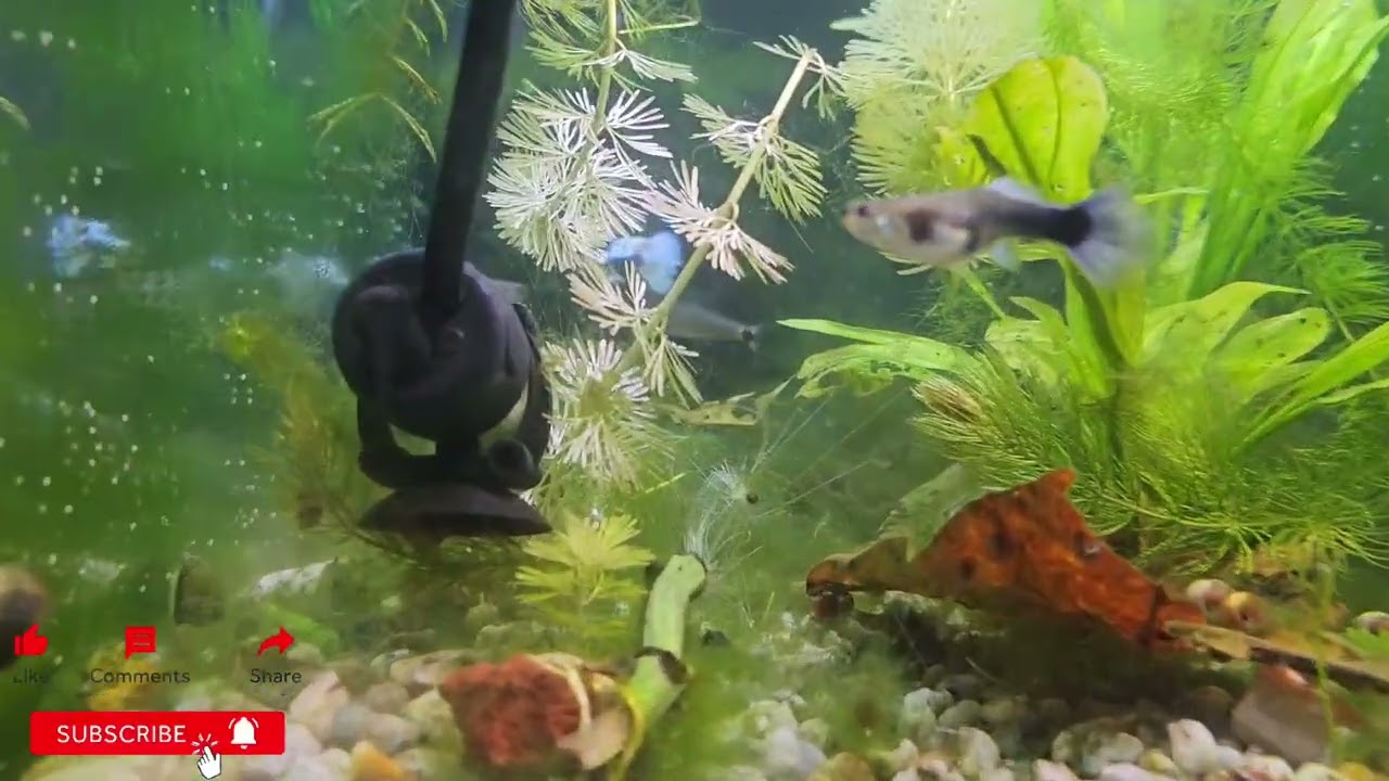 Saqué las Peceras de mi Cuarto: Nuevo FISHROOM de Guppies 