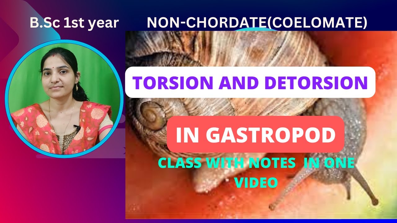 Torsion And Detorsion In Gastropod Bsc 1st year||Non chordates#coelomates #non chordate #torsion .