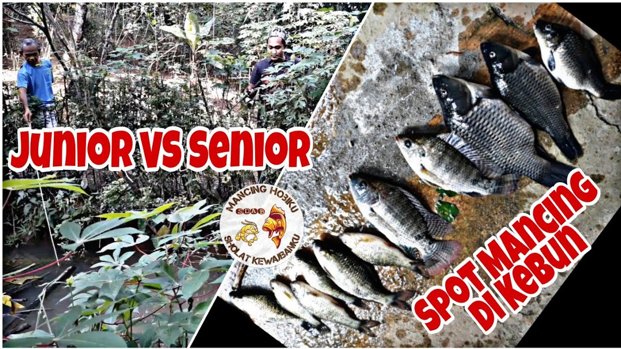 Mancing di Tengah Kebun Bersama Senior || Mancing Ikan Mujaer / Nila Babon || Mancing Ikan Nilem