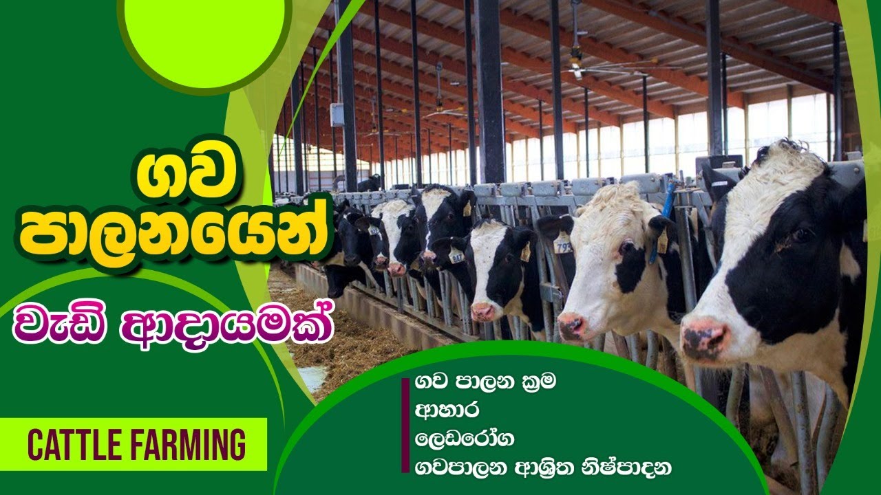 BST Saman, Biosystems Technology, ජෛව පද්ධති තාක්ෂණවේදය,ගව පාලනය,cattle farm, Agriculture