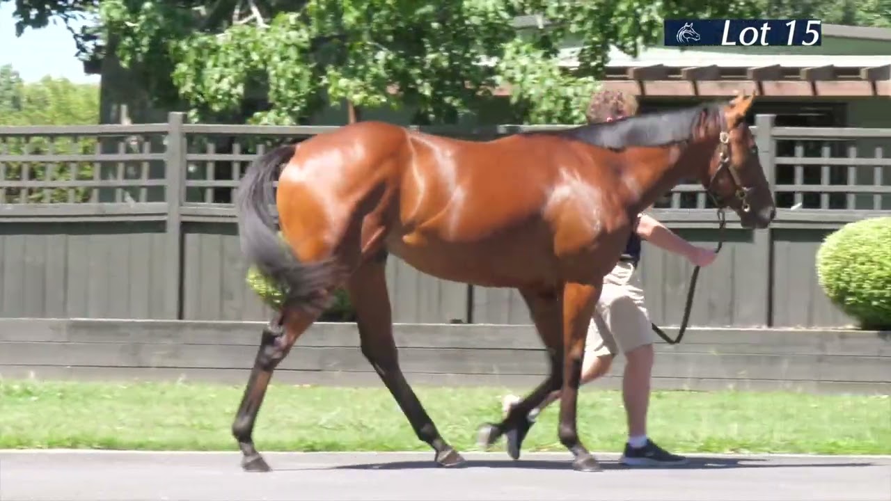 Sword Of State x Florencenightngale Colt 2026