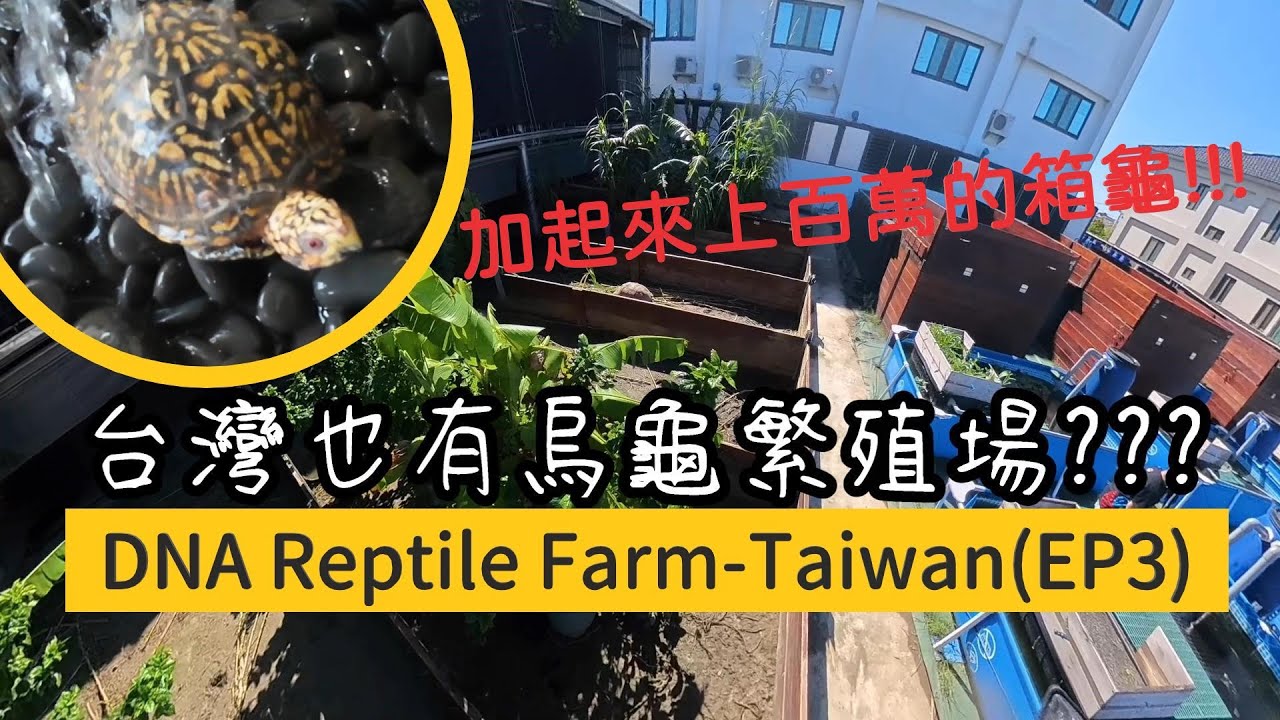 到超專業烏龜繁殖場一探究竟??DNA雲林場EP3(箱龜繁殖區)