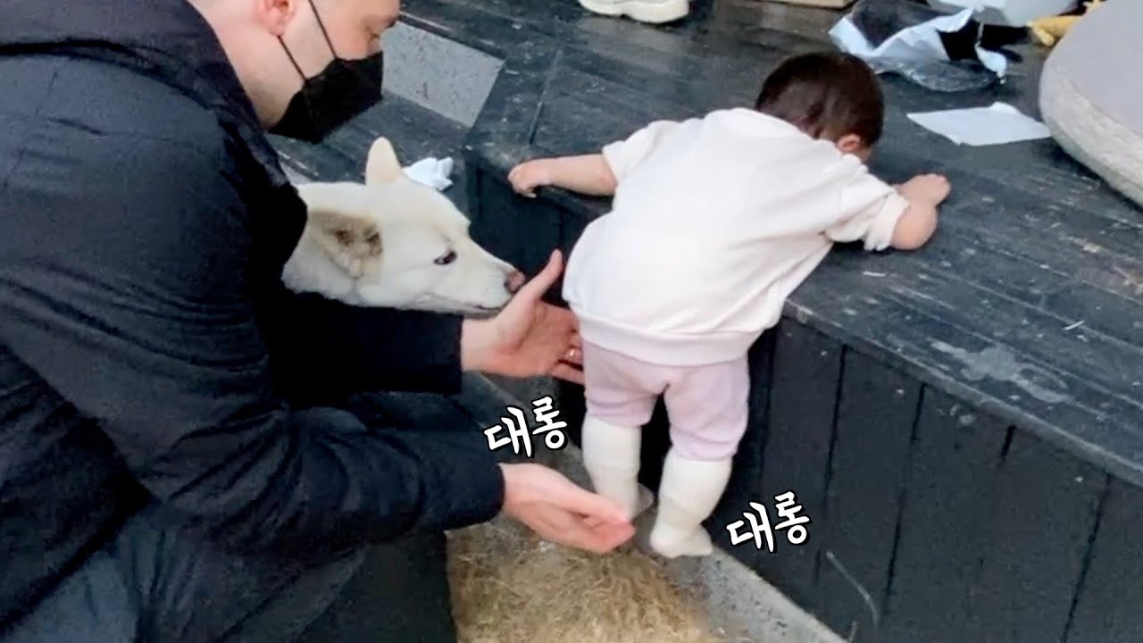 아기가 떨어지려고 하자 진돗개 반응이... | 진돗개가족 vlog