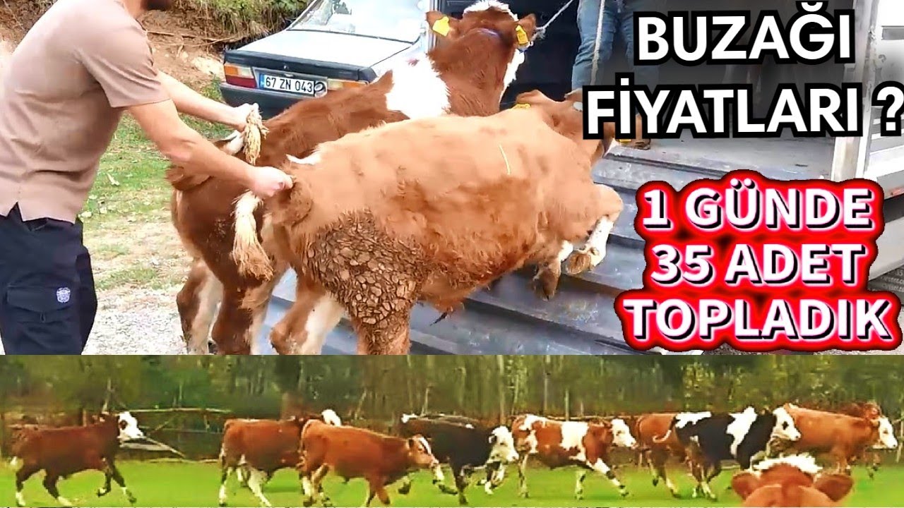 Köylerden Buzağı Toplama