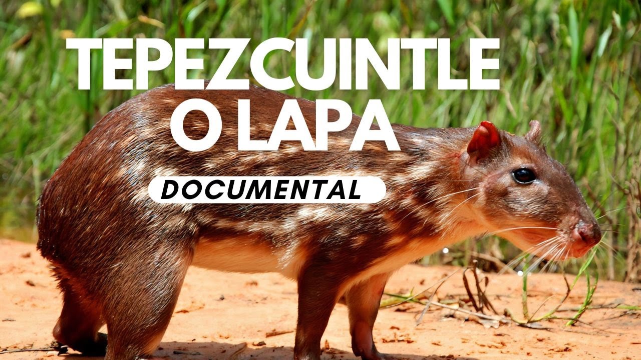 La paca: El tepezcuintle es un roedor gigante de Am&eacute;rica