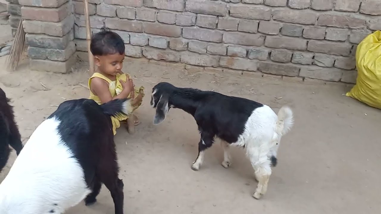 🐐 Goats Enjoying Their Evening Meal 🌿😋