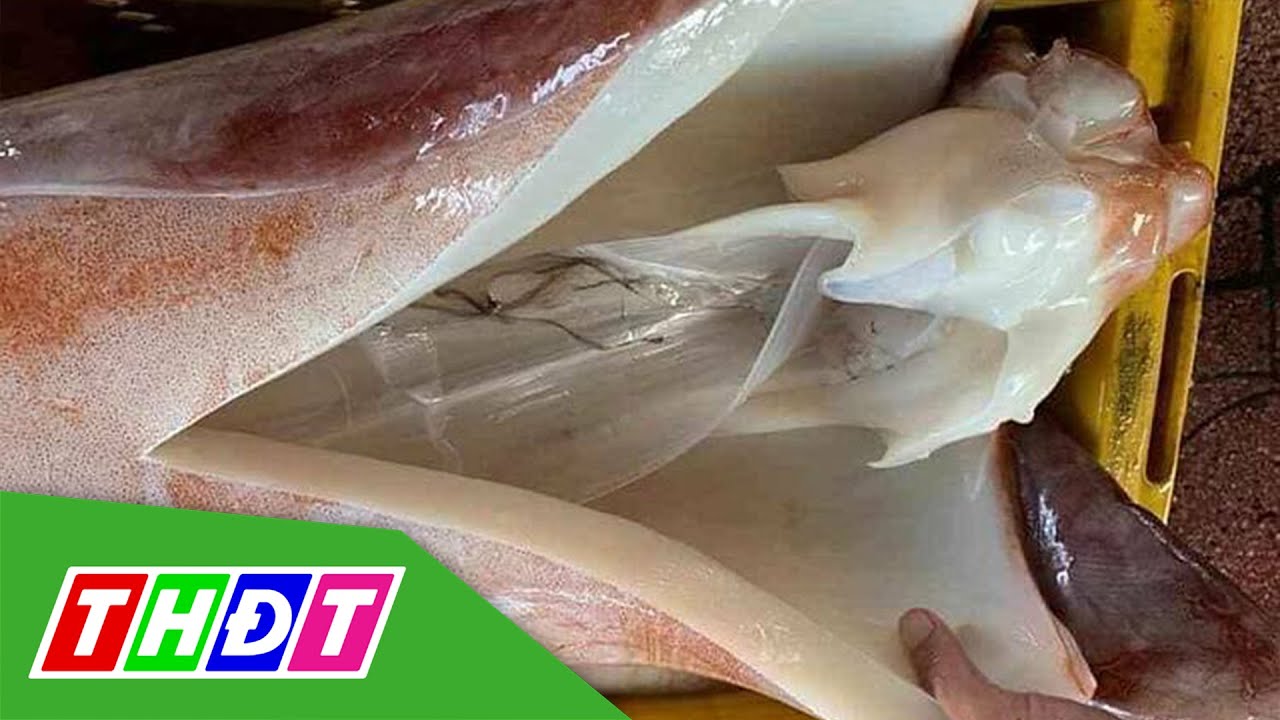 Thực hư về loại mực khổng lồ có giá 55.000đ/kg | THDT