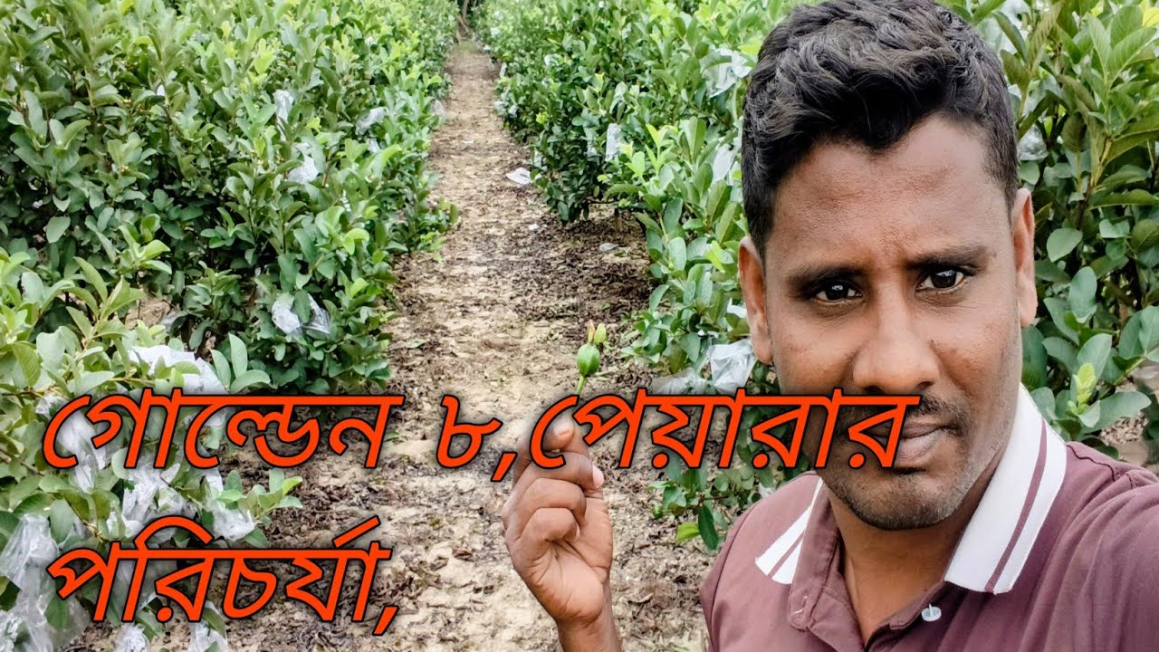 গোল্ডেন ৮,পেয়ারা গোল্ডেন ৮,কিছু বৈশিষ্ট্য অল্পদিনেই বাজার যাতায়াত করা যায় অল্পদিনে গাছে ফল আসে ✅