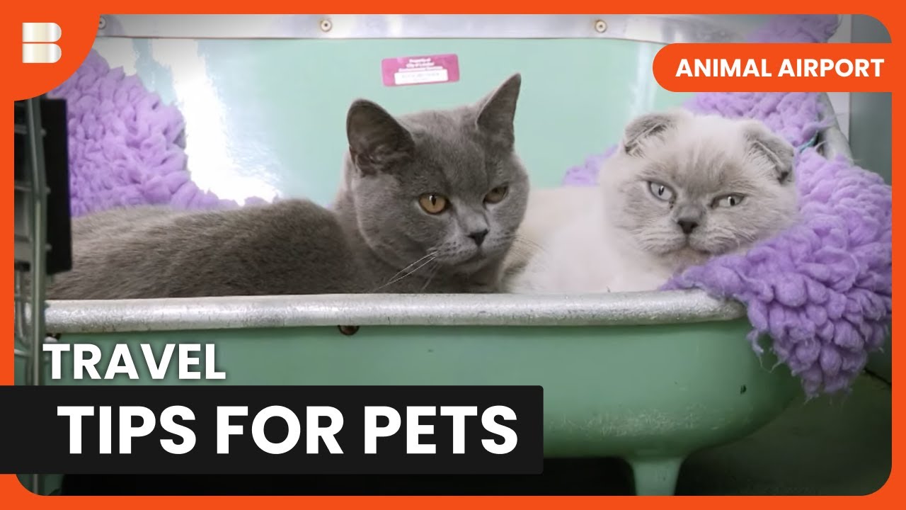Reuniting Cats After Two Years Apart - Animal Airport - Animal Documentary