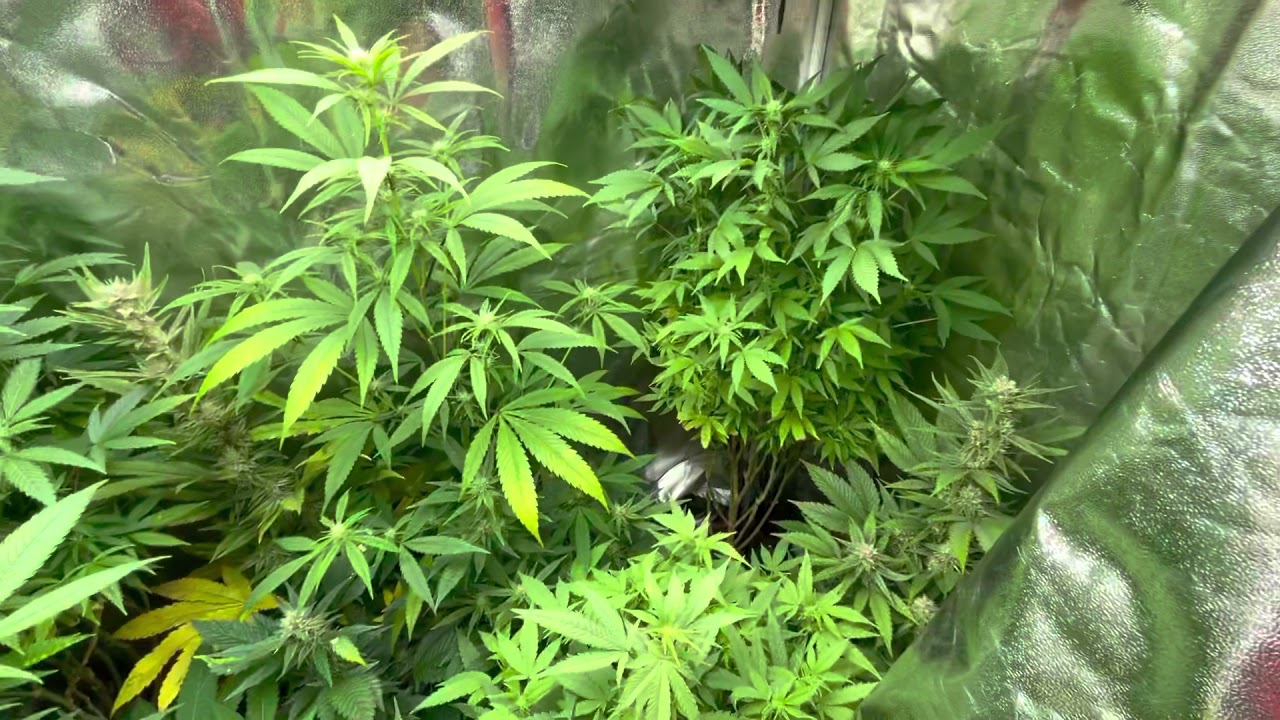Mars Hydro Grow Journal Tsw2000 #marshydrosp6500