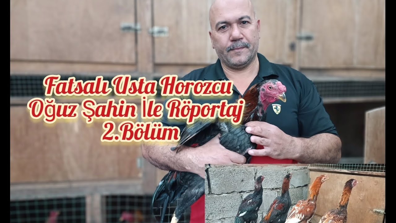 Fatsalı Usta Horozcu Oğuz Şahin İle Röportaj. 2.Bölüm