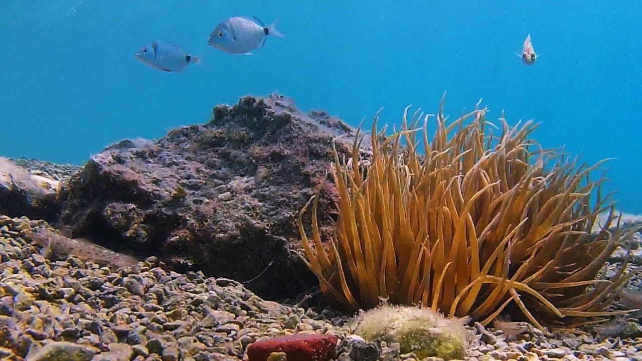 Vinišće Underwater - Summer 2018