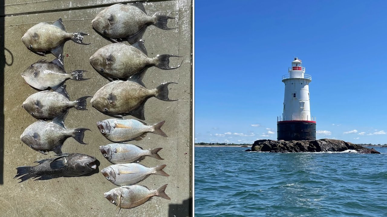 Great and eventful morning fishing in RI. Lots of action! Trigger fish, bass, scup...
