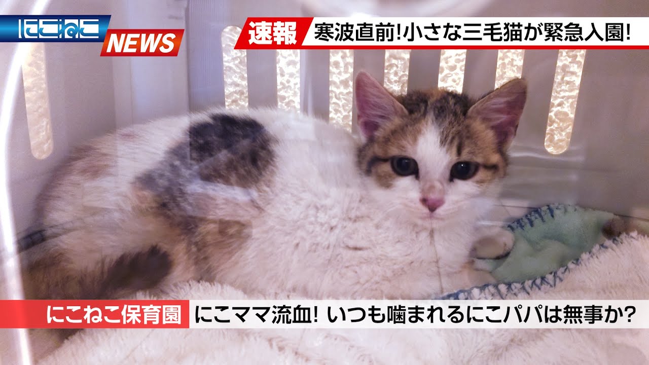 【にこねこ速報】寒い中がんばったね...怖がりの三毛ちゃんがご入園しました