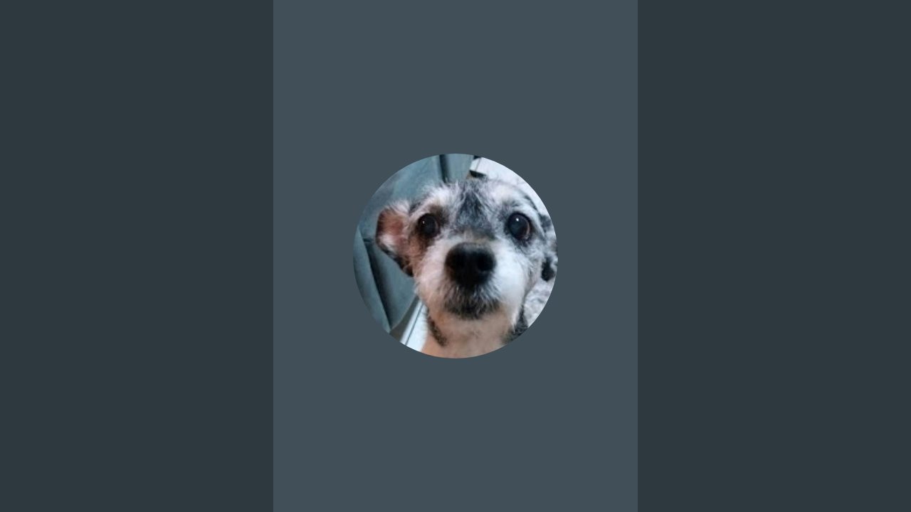 Eles e Eu sempre! 🐶🐱 está ao vivo!