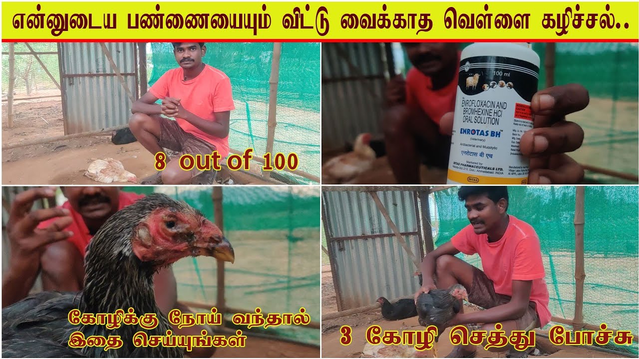 விட்டுவைக்காத வெள்ளை கழிச்சல் / கோழிக்கு நோய் வந்தா இதை செய்யுங்கள் ?? 8 out of 100  ??