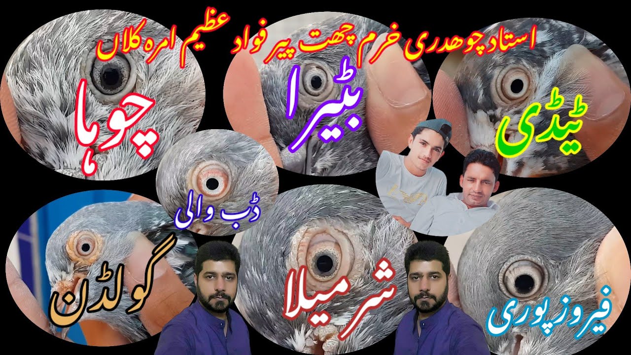 Batera pigeons | chowa kabootar | high flyers orignol kabootar ustad ch khurram chat peer fawad