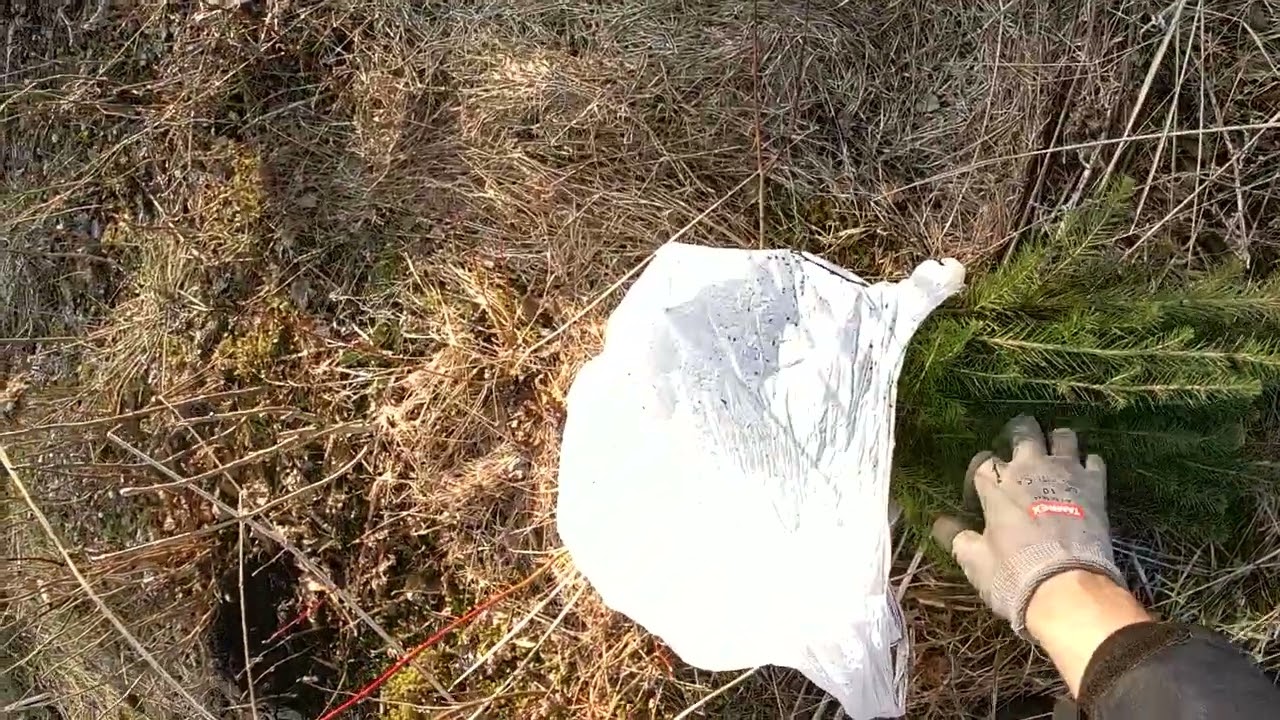 Metsa istutamine / Planting Forest #forest #planting #spruce