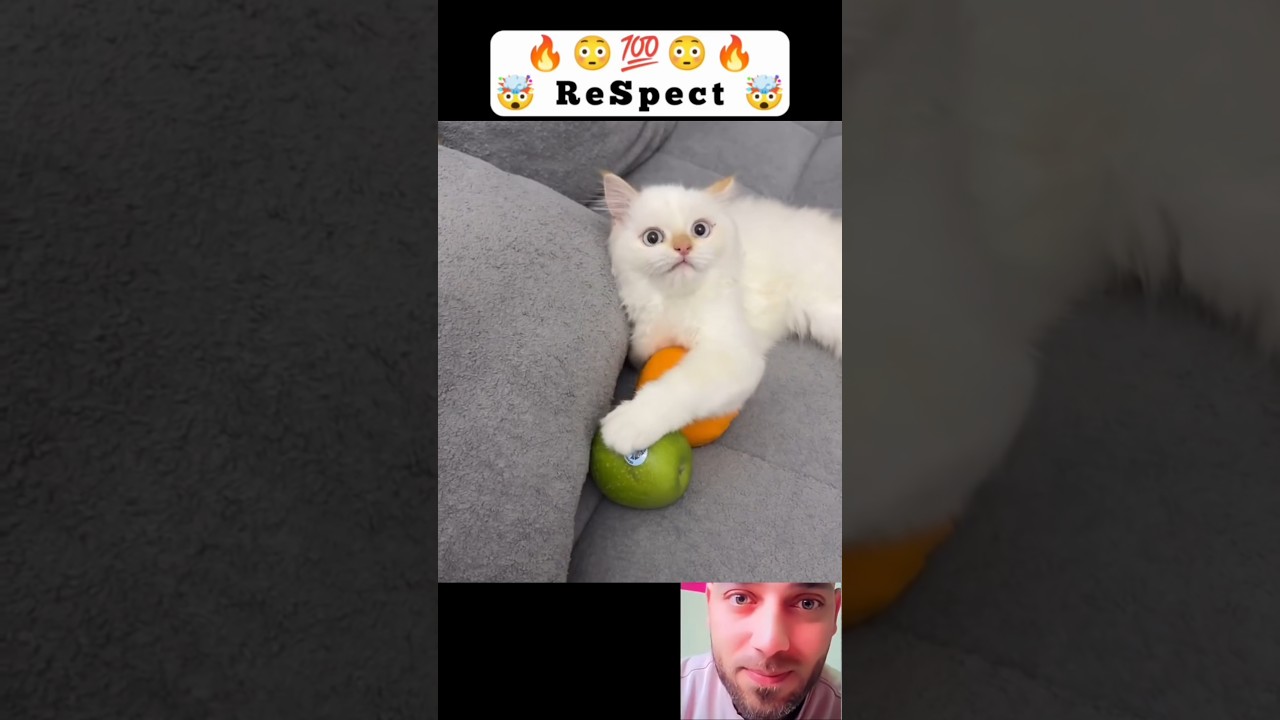 Koty mądrzejsze niż myślisz! 😍😳