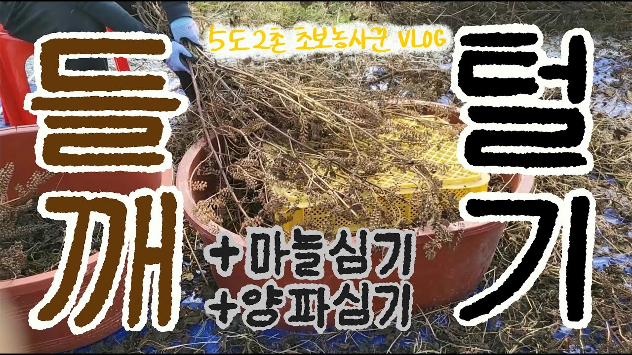 [주말엔농업 9] 들깨털고 마늘심기 / 초보농사꾼의 주말농업 일대기