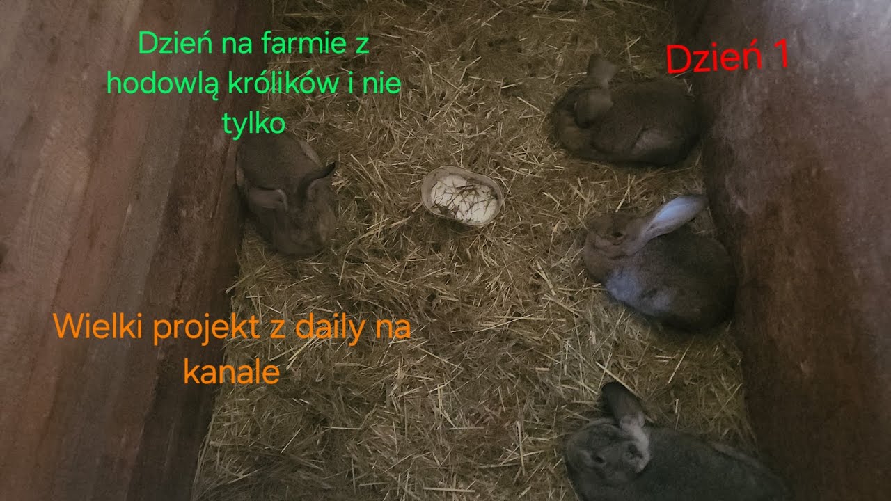 Dzień na farmie z hodowlą królików i nie tylko💩🐇 wielki projekt z daily na kanale🔥🔥 