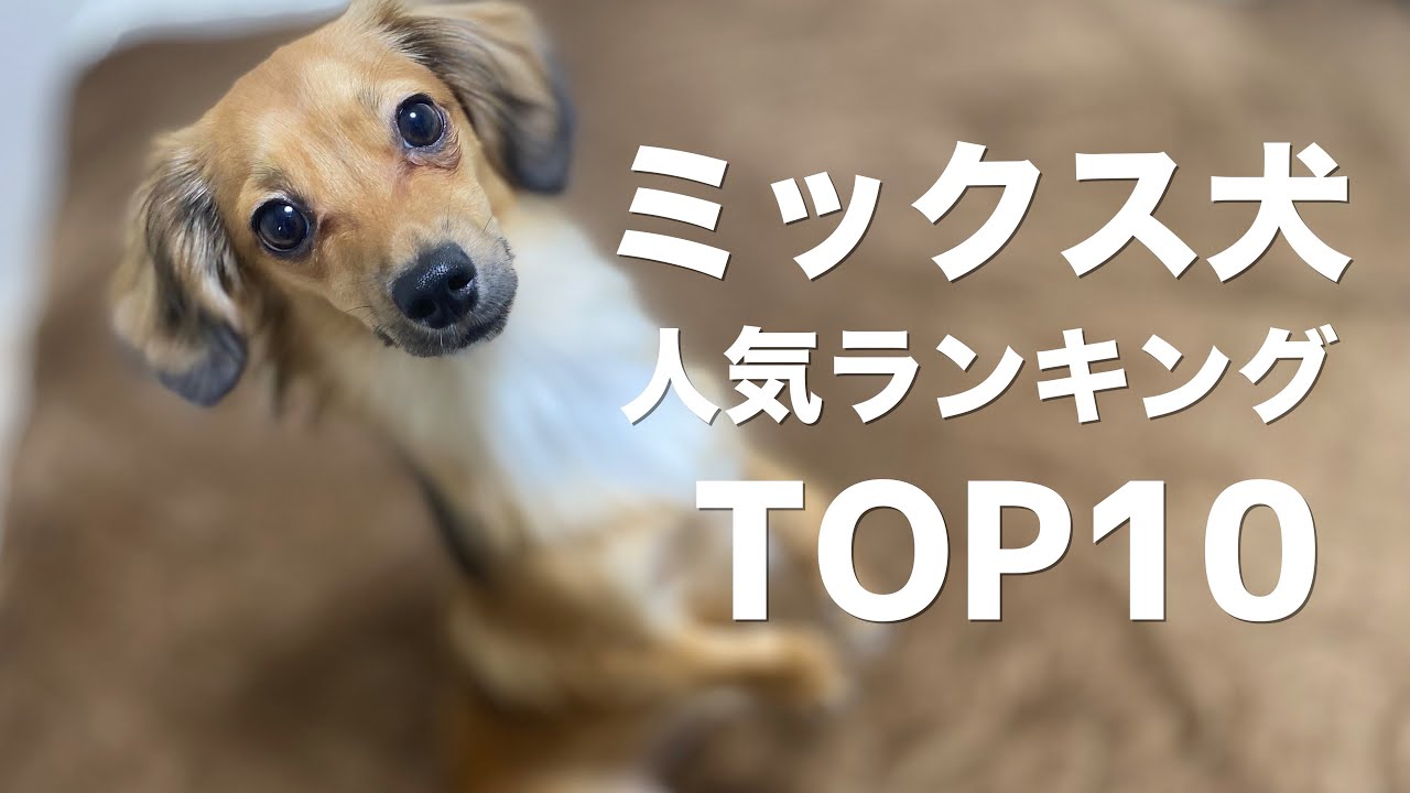 ミックス犬人気ランキングTOP10 ※映像は全てチワックスです