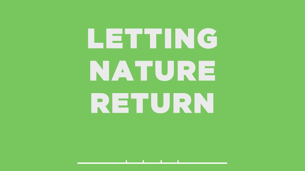 Letting Nature Return | Sherwood Forest
