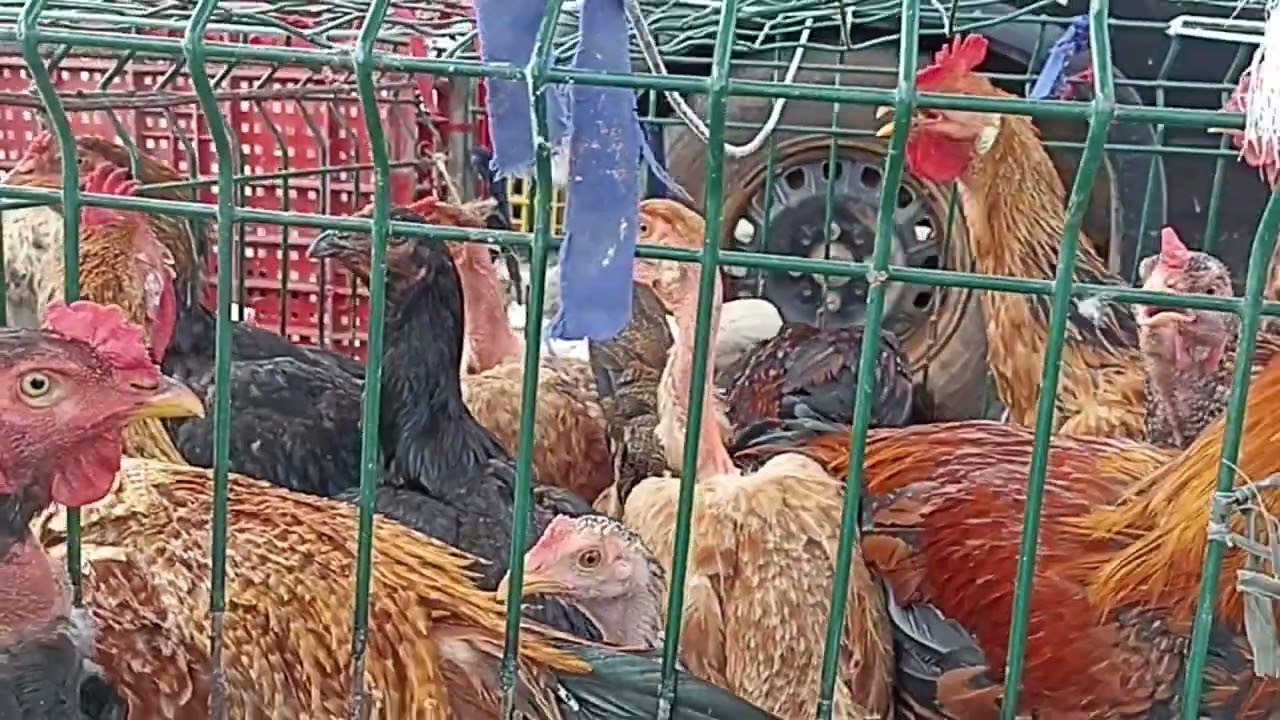 Feira das galinhas em Arapiraca na FUMAGEIRA. Gigante negro da terra, galinha da índia, ganso pato. 