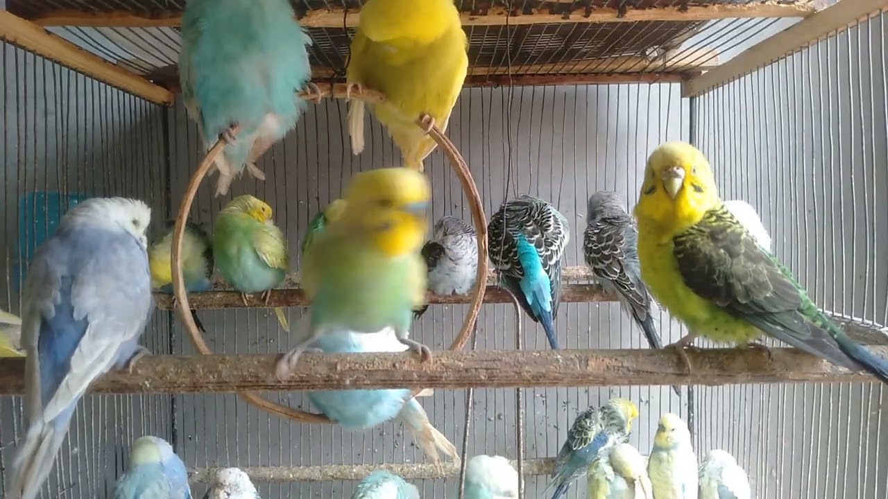 👀セキセイインコはどっちを選ぶ？ケージ比較してみた