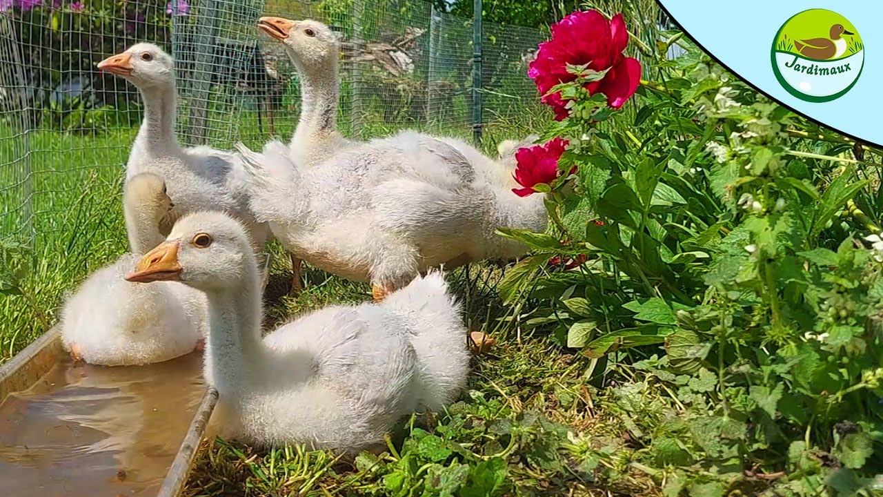PETIT MOMENT AVEC LES OISONS DE FRANCONIE 🤩🦆