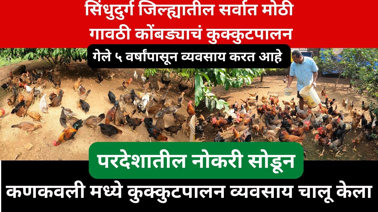 सिंधुदुर्ग जिल्ह्यातील सर्वात मोठी गावठी कोंबड्याचं कुक्कुटपालन |कणकवली मध्ये |poultry farming|kokan