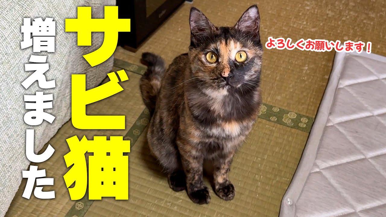 【ご報告】捨てられて一人ぼっちだったサビ猫が家族になっていました。